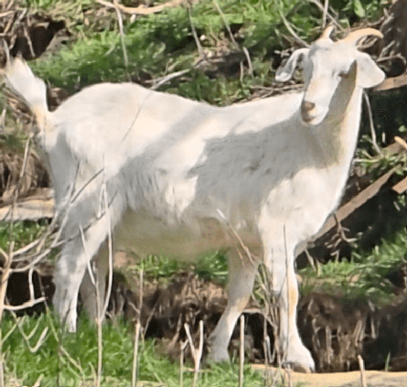 DOE-NZ