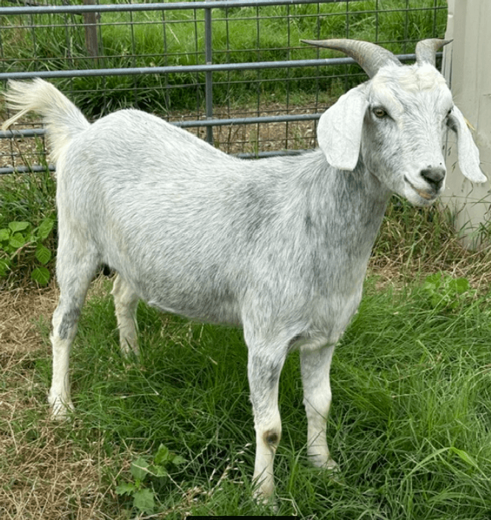 DOE-NZ