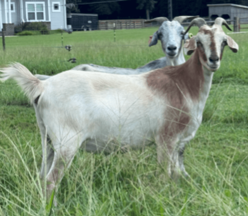 DOE-NZ
