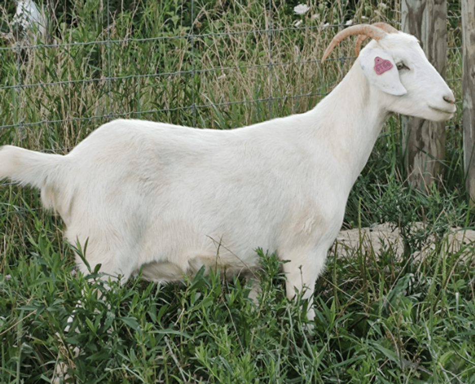 DOE-NZ