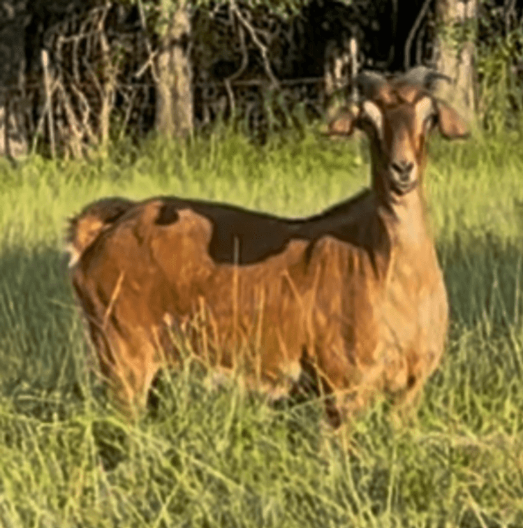 DOE-NZ