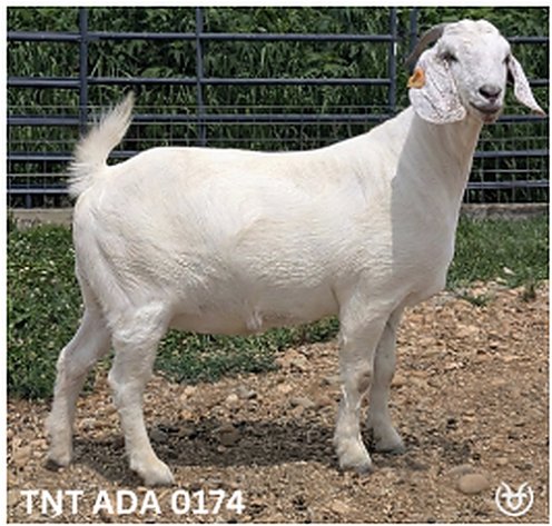 Image for 2026 | Savanna Spectacular Sale