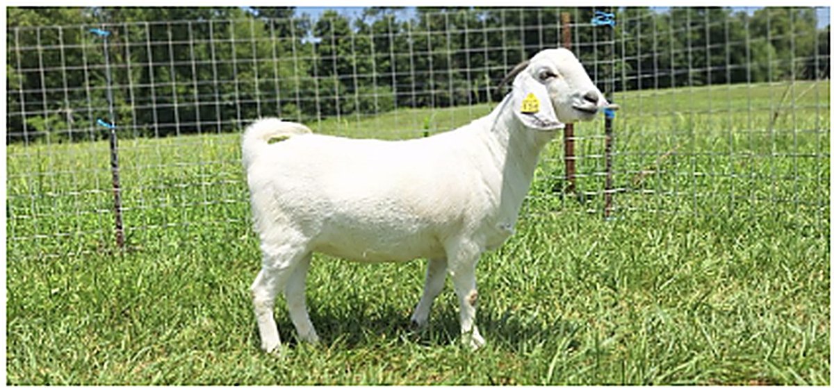 Image for 2026 | Savanna Spectacular Sale