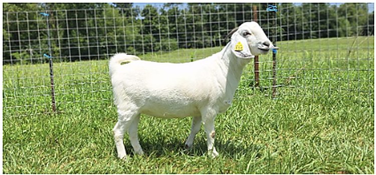 Image for 2026 | Savanna Spectacular Sale