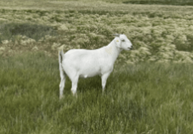 Image for 2026 | Savanna Spectacular Sale