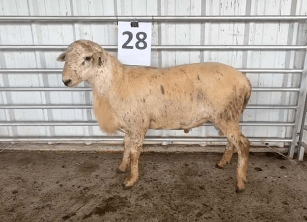 Image for 2026 | VT Southwest AREC- 14th Annual Ram Sale