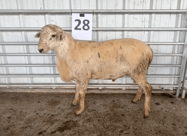 Image for 2026 | VT Southwest AREC- 14th Annual Ram Sale
