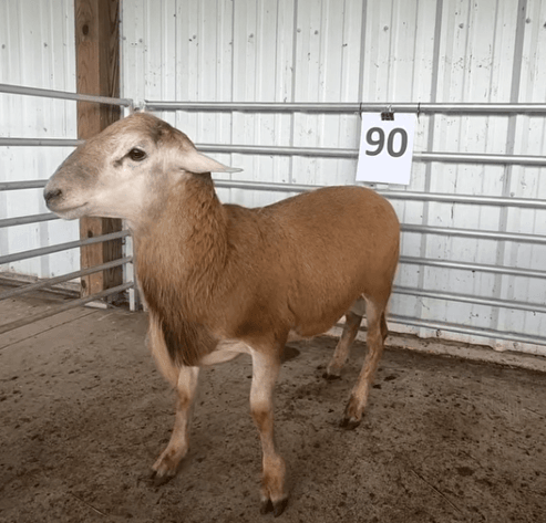 Image for 2026 | VT Southwest AREC- 14th Annual Ram Sale