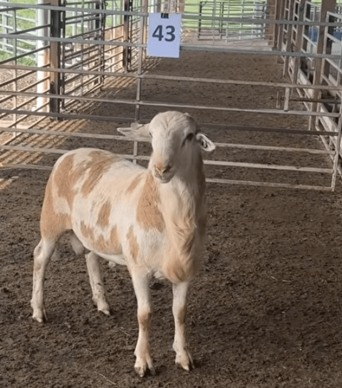 Image for 2026 | VT Southwest AREC- 14th Annual Ram Sale