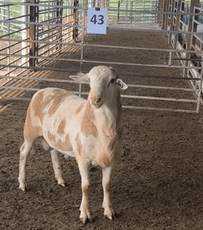 Image for 2026 | VT Southwest AREC- 14th Annual Ram Sale