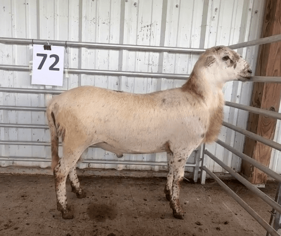 Image for 2026 | VT Southwest AREC- 14th Annual Ram Sale