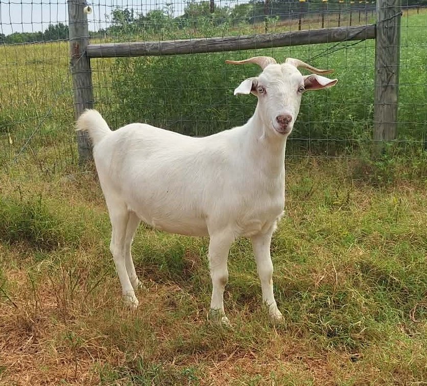 DOE-NZ