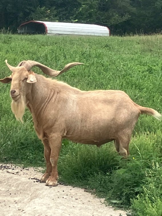SEMEN-NZ