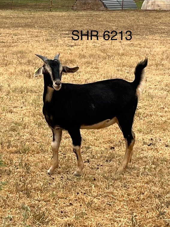 DOE-NZ