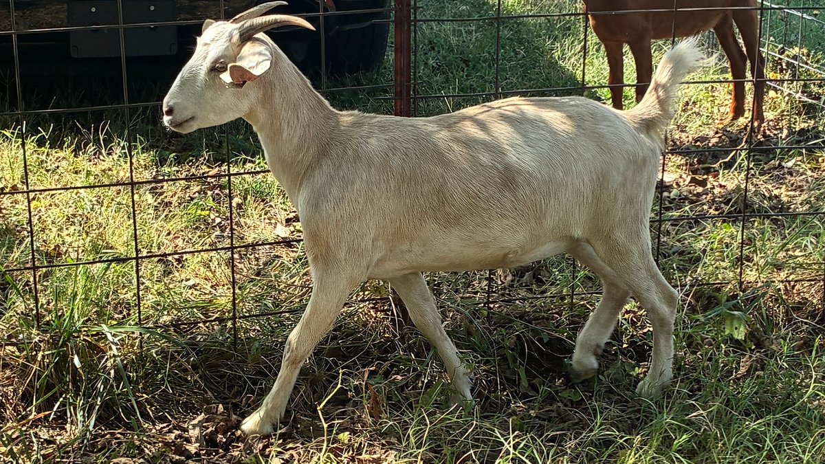 DOE-NZ