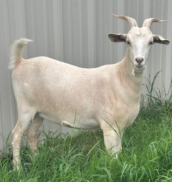 DOE-NZ