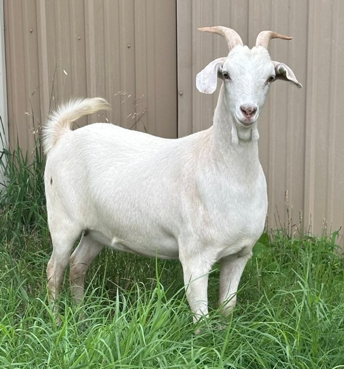 DOE-NZ