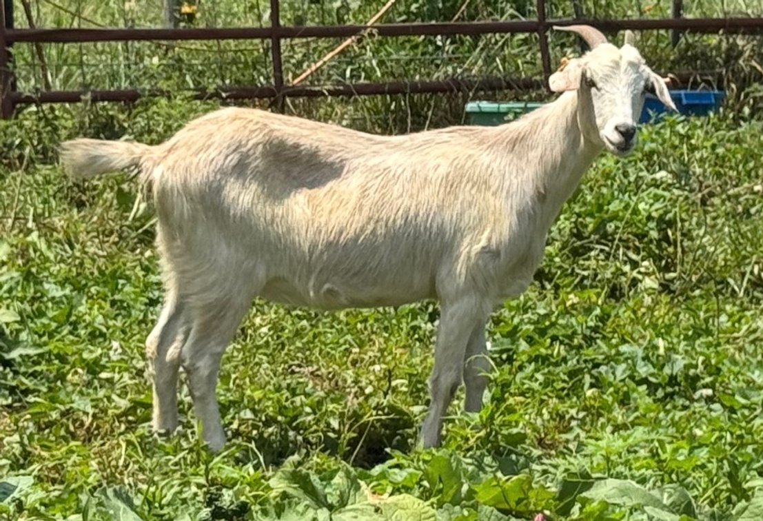 DOE-NZ