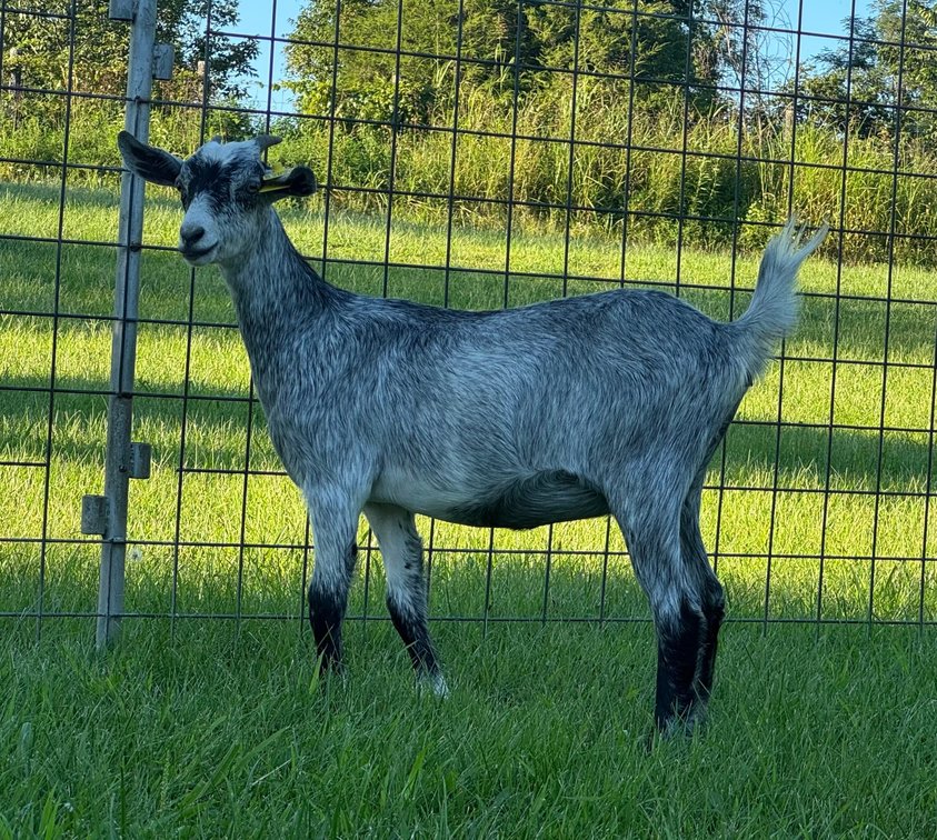DOE-NZ