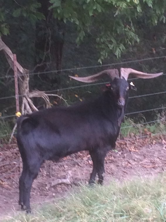 SEMEN-NZ