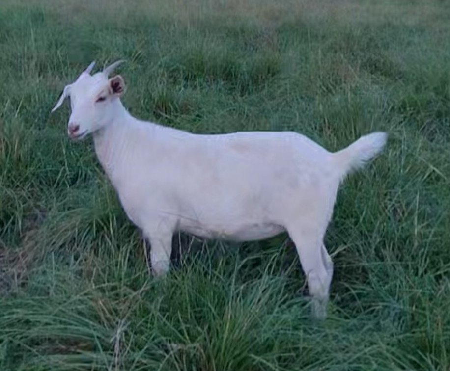 DOE-NZ