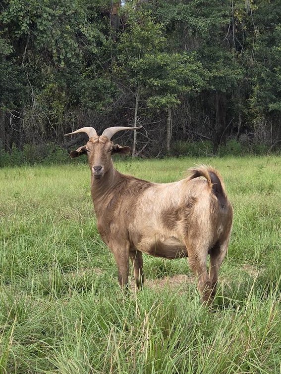 DOE-NZ