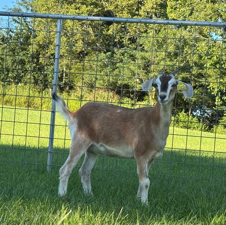 DOE-NZ