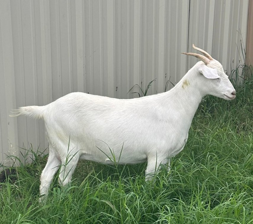 DOE-NZ