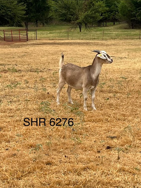 DOE-NZ