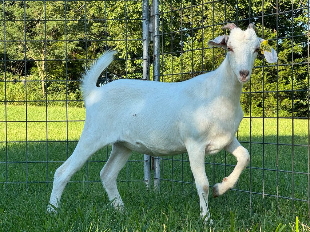 DOE-NZ