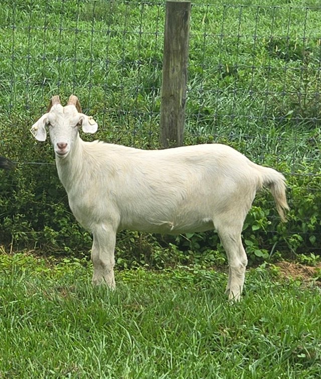 DOE-NZ
