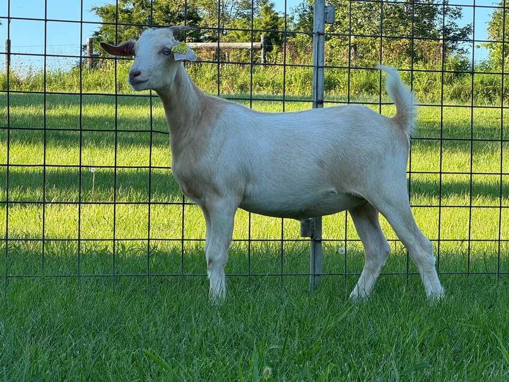DOE-NZ