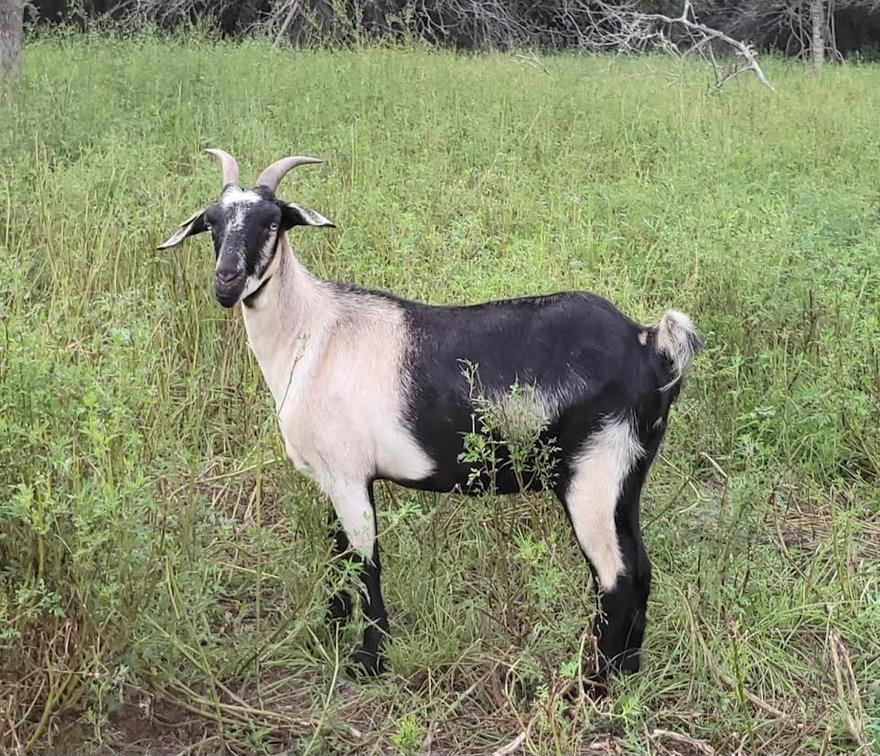 DOE-NZ