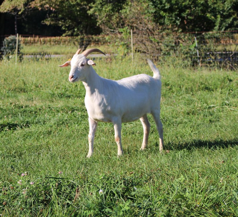 DOE-NZ