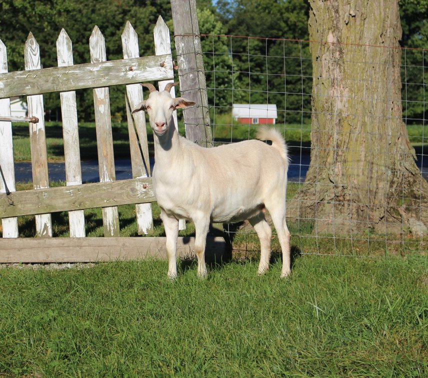 DOE-NZ