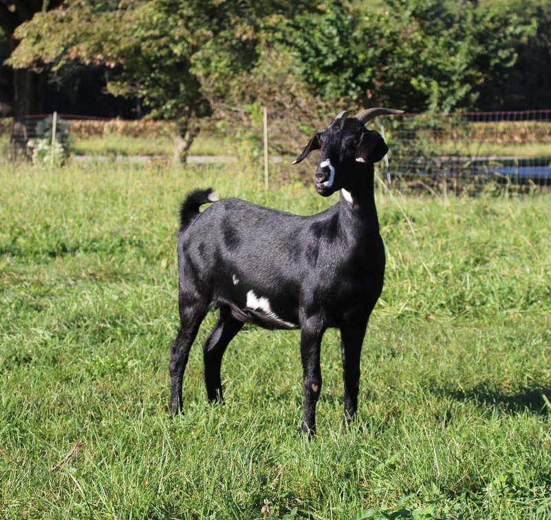 DOE-NZ