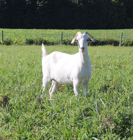 Image for 2026 | Cream of Crop Sale