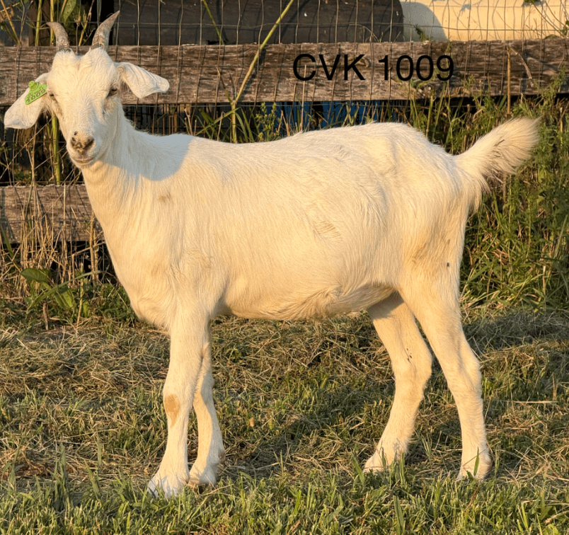 DOE-NZ