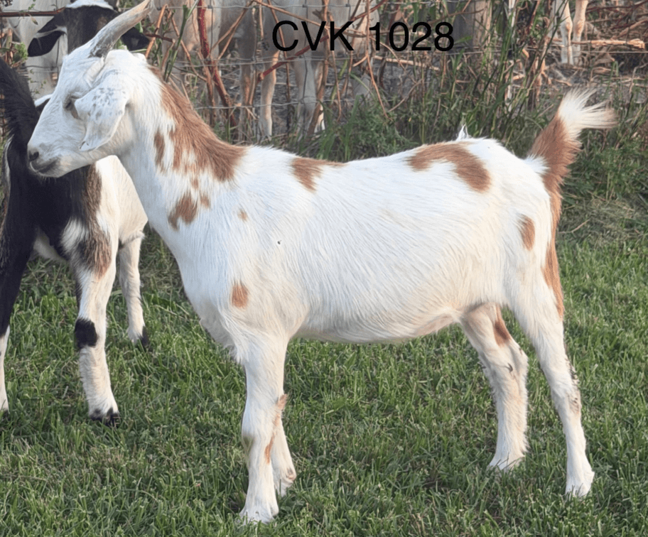 DOE-NZ