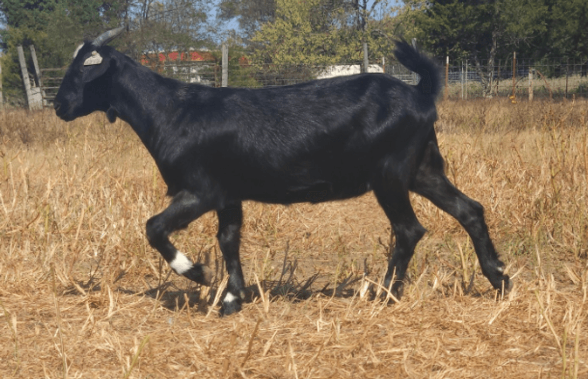 DOE-NZ