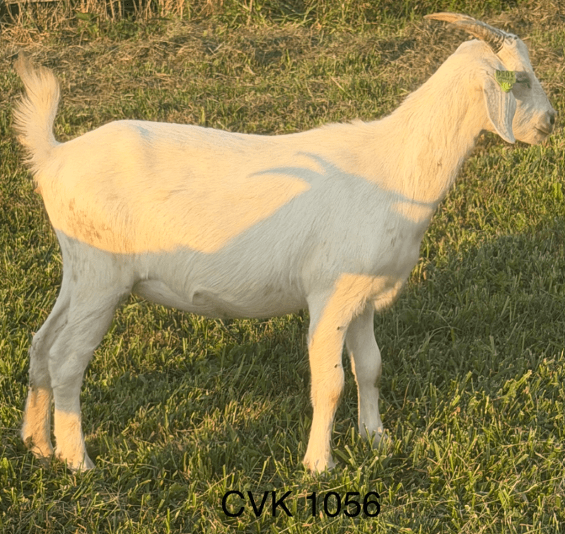 DOE-NZ