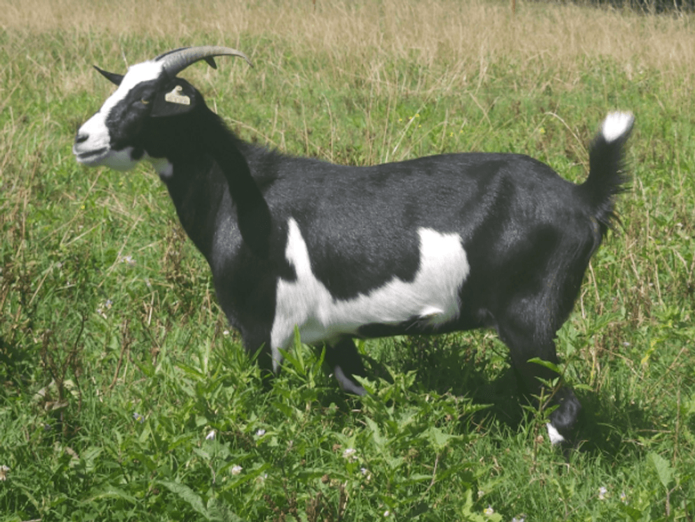 DOE-NZ