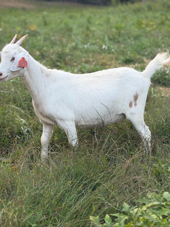 DOE-NZ
