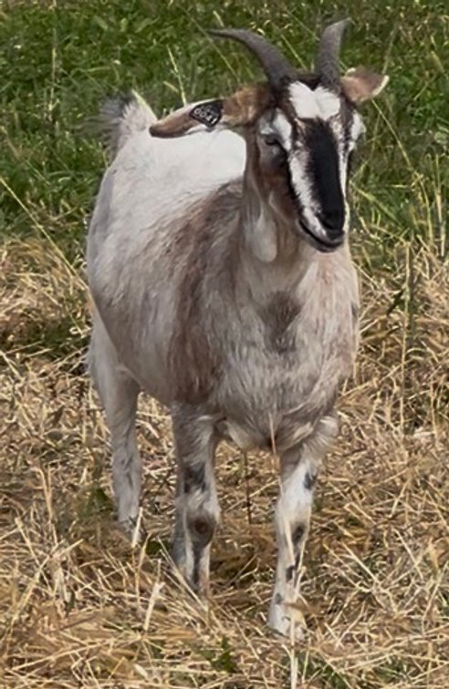 DOE-NZ