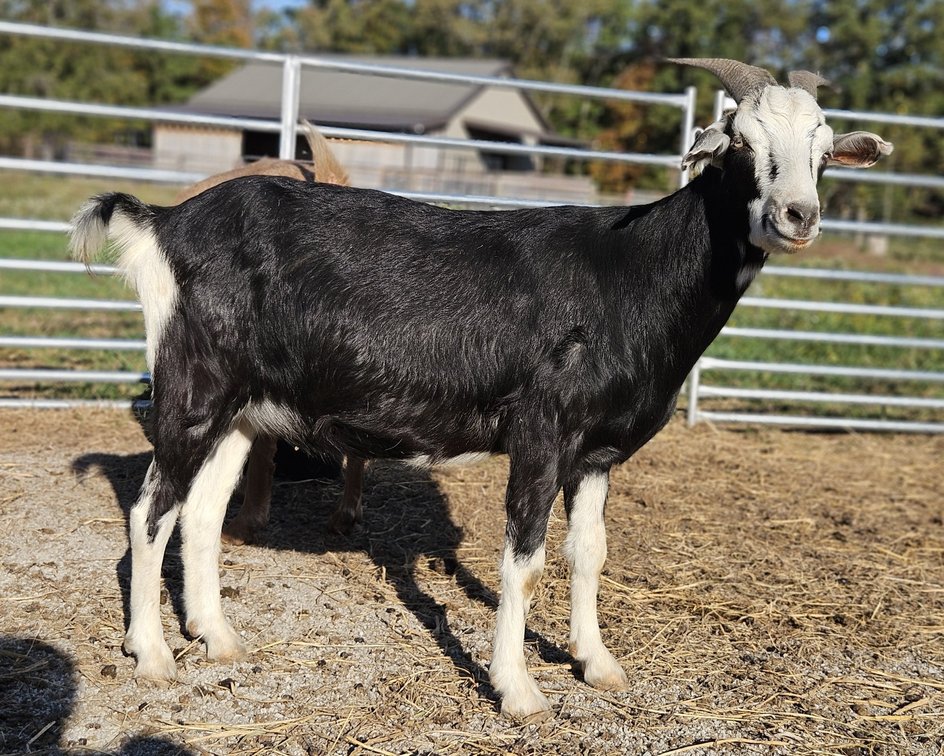 DOE-NZ