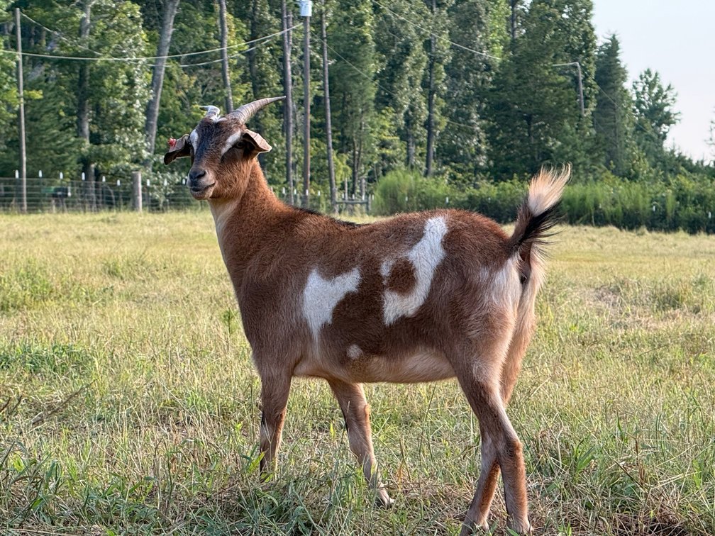 DOE-NZ