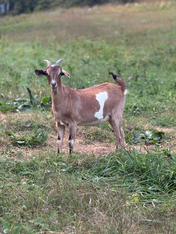DOE-NZ