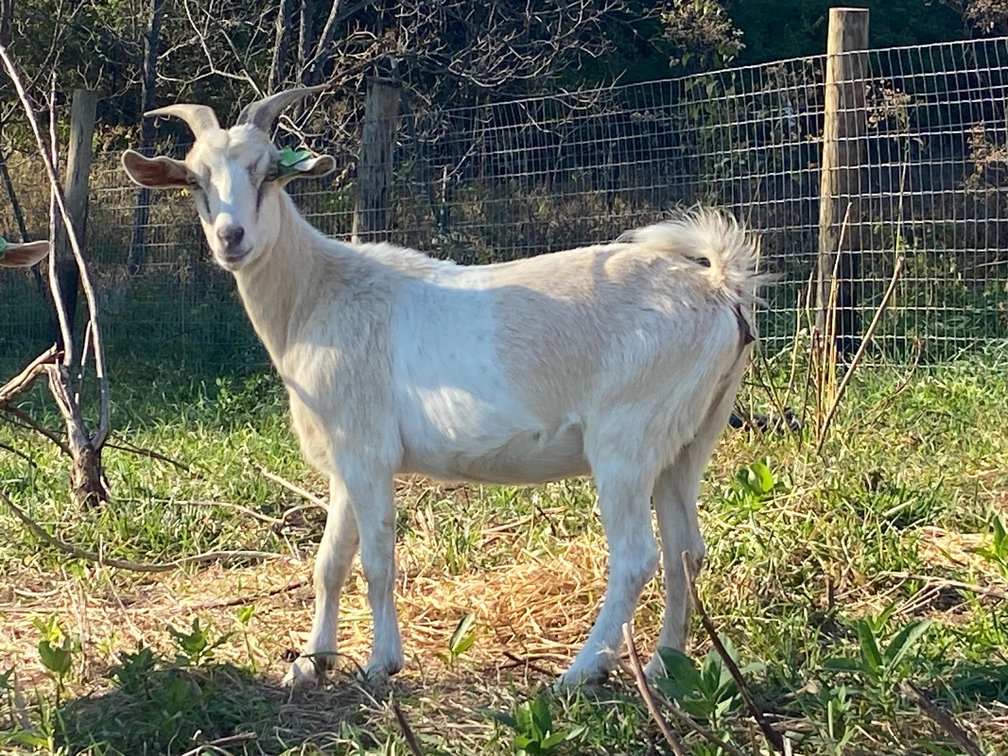 DOE-NZ