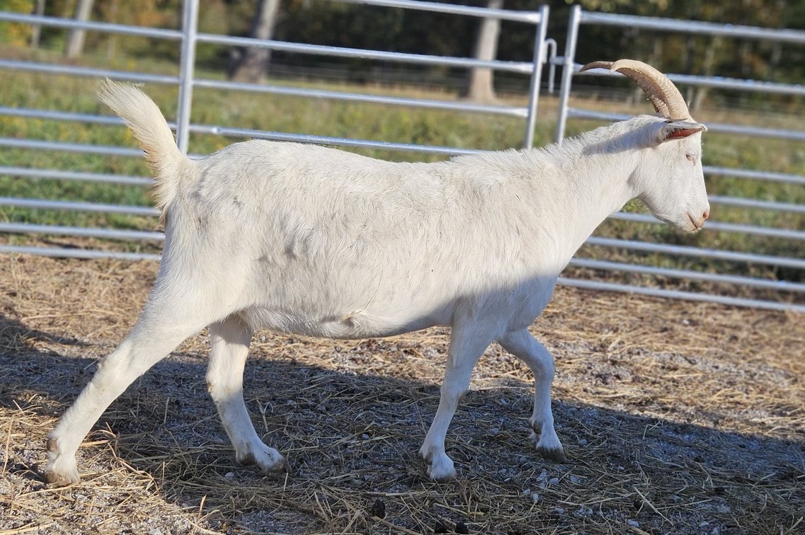 DOE-NZ