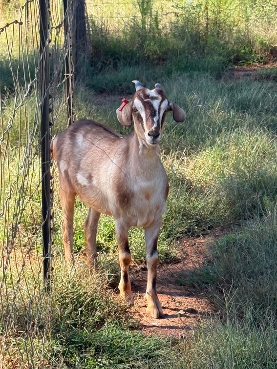DOE-NZ